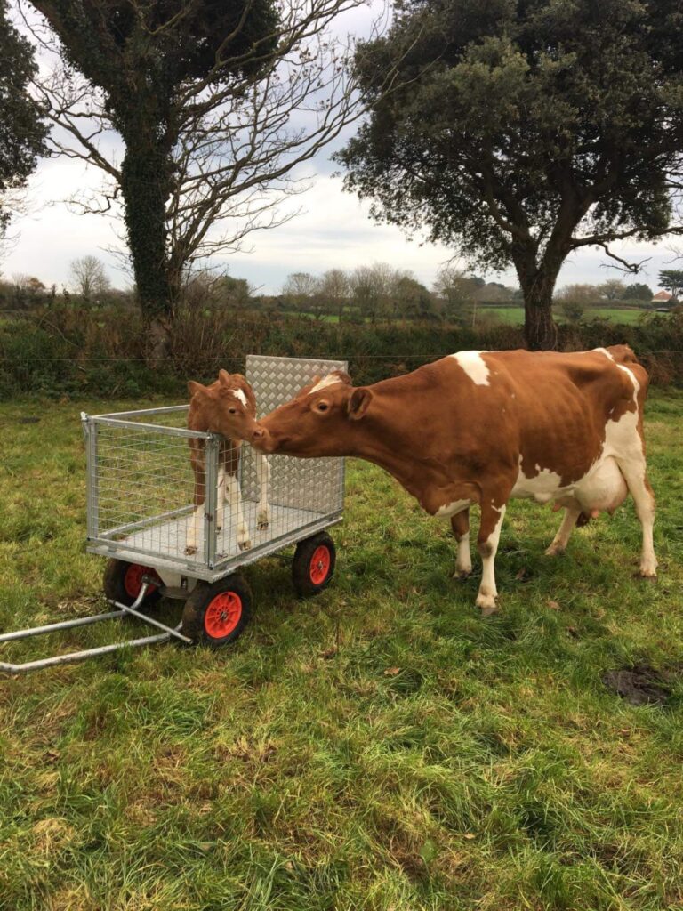 Guernsey cow and calf