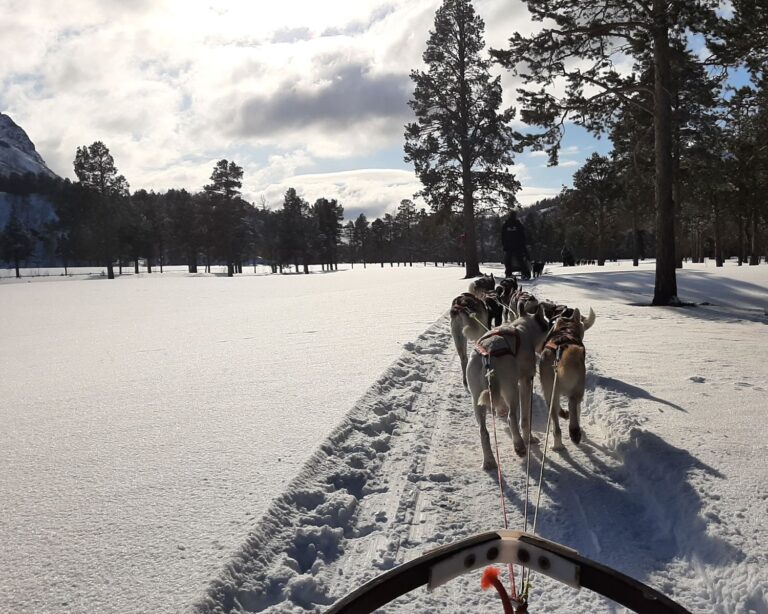 Admiring the surroundings from a Sled