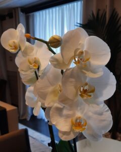Regent Suite Fresh Orchid Arrangement
