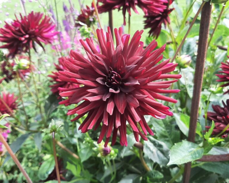 Stunning Flowers