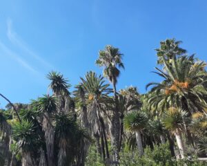 Start of the public park