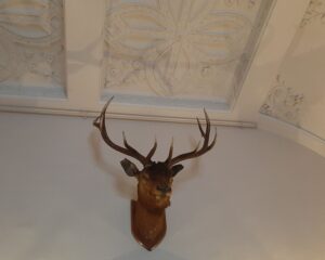 Stag gives a local perspective