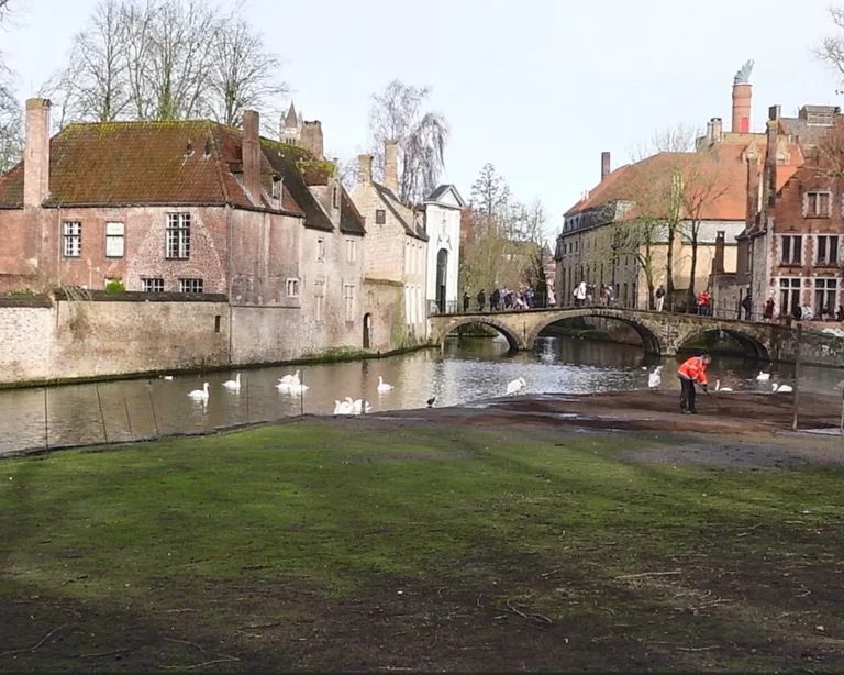 Swans in Minnewater Park