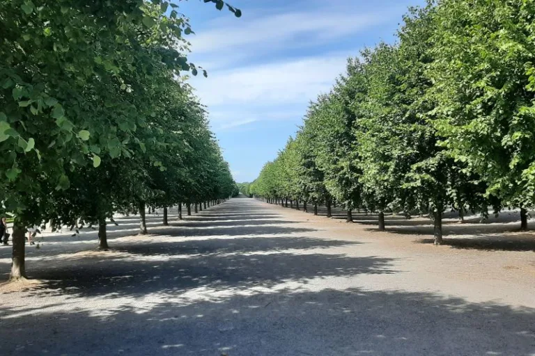 Avenues of trees in the Palace Gardens