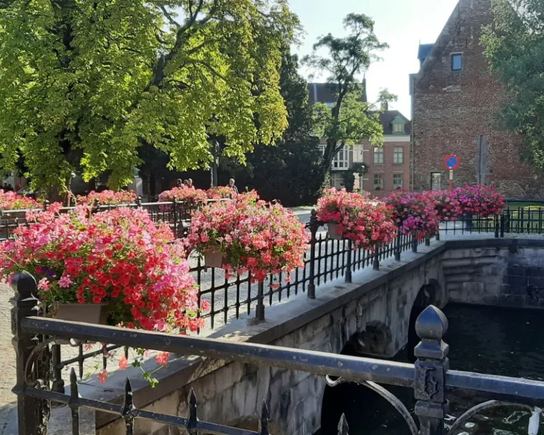 Beautiful flowers on display
