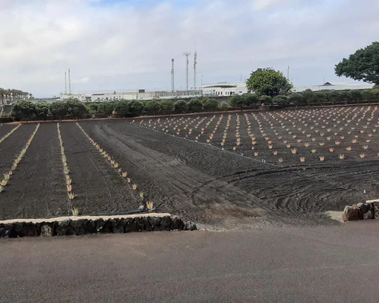 Aloe Plants Growing