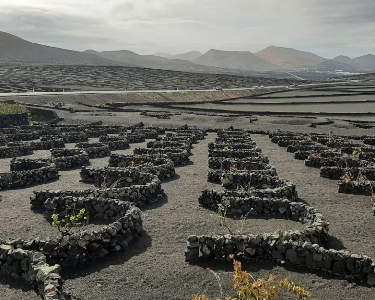 Small walls protect Vines from Trade Winds