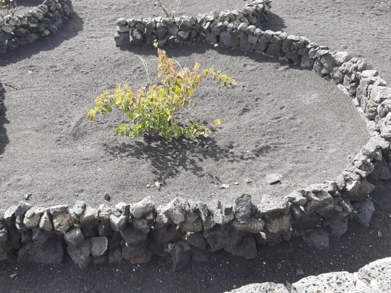 Malvasía Volcánica Vines