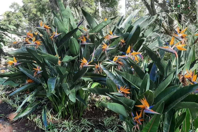 Stunning Plants