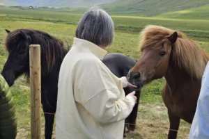 Lindsey meets some Icelandic Horses