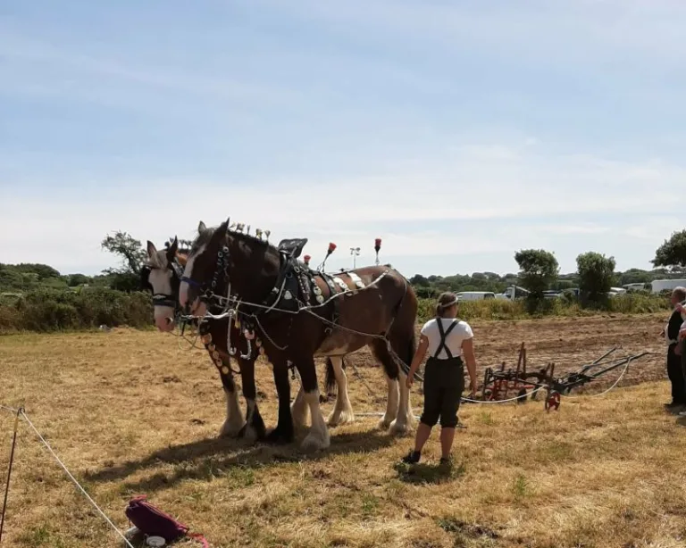 Horse drawn ploughing competition