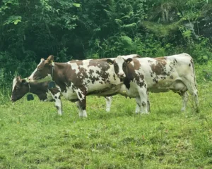 Local cattle grazing